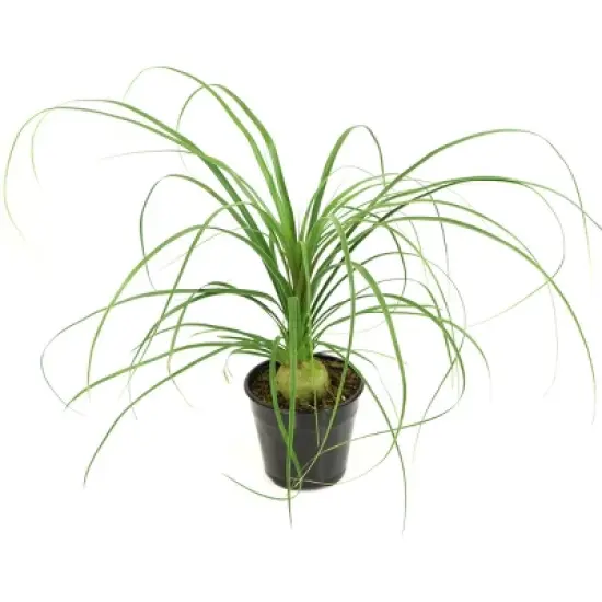 National Plant Network Live Indoor 6" Ponytail Palm Plant image {10}