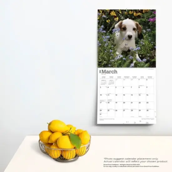 Browntrout 2024 Wall Calendar 12"x12" Jack Russell Terrier Puppies image {3}