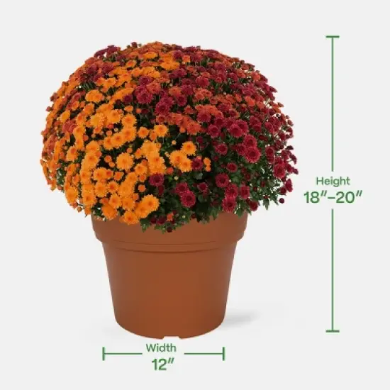 12" Garden Mum Bi-Color Live Plant - Good Little Garden&trade; image {3}