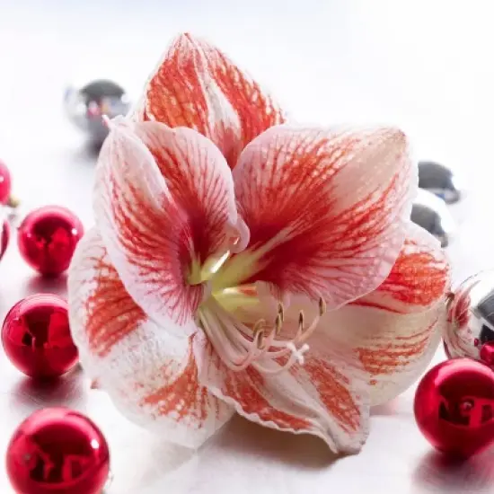 Van Zyverden Amaryllis Red Popov Flower Bulb with Artisan Decorative Planter image {1}