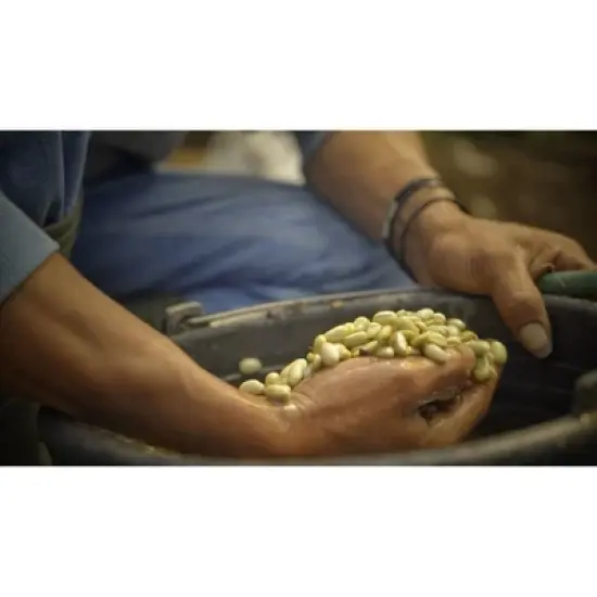 Premium Kopi Campur (Kopi Luwak) From Indonesia Wild Palm Civets Coffee Beans, Medium Roast, 250 Grams image {4}