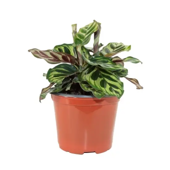 3pk Calathea Makoyana Plant - National Plant Network image {1}