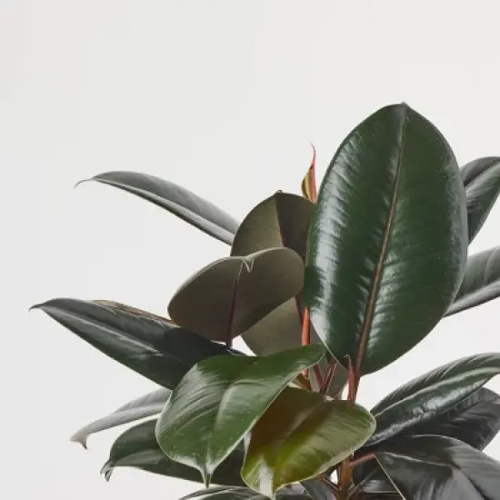 Greenwich Foliage - Good Little Garden&trade; image {6}