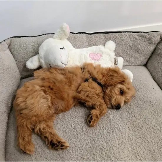 Allforpaws Pups Dog Toys, Puppy Soothing Heartbeat Warm Bear Comfort Dog Sleep Aid Plush Toy, Sheep image {8}