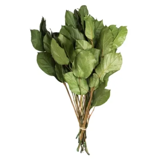 Vickerman 16-22" Natural Botanicals Salal Foliage Bunch image {5}