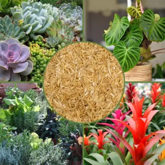 Soil Sunrise Horticultural Grade Rice Hulls; for House Plants and Chicken Bedding image {2}