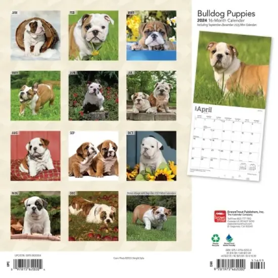 Browntrout 2024 Wall Calendar 12"x12" Bulldog Puppies image {1}