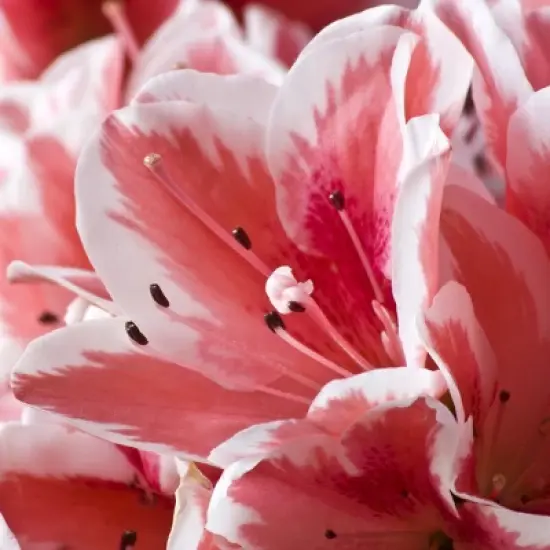 Encore Azalea Autumn 'Sunburst' 3gal U.S.D.A. Hardiness Zones 7-10 - 1pc - National Plant Network image {1}