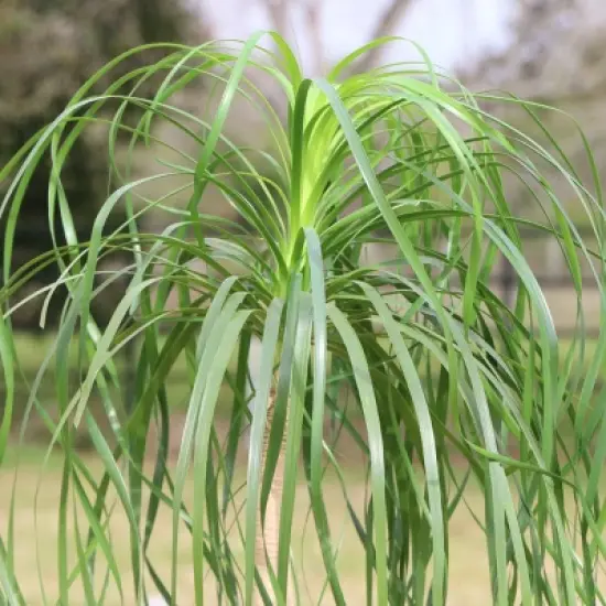 National Plant Network Live Indoor 6" Ponytail Palm Plant image {4}