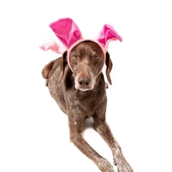 Midlee Dog Pig Halloween Headband Costume with Tail- Large image {1}