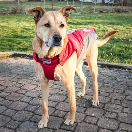 Dog Helios Altitude-Mountaineer Wrap-Velcro Protective Waterproof Dog and Cat Coat with Blackshark Technology - Red & Gray image {6}