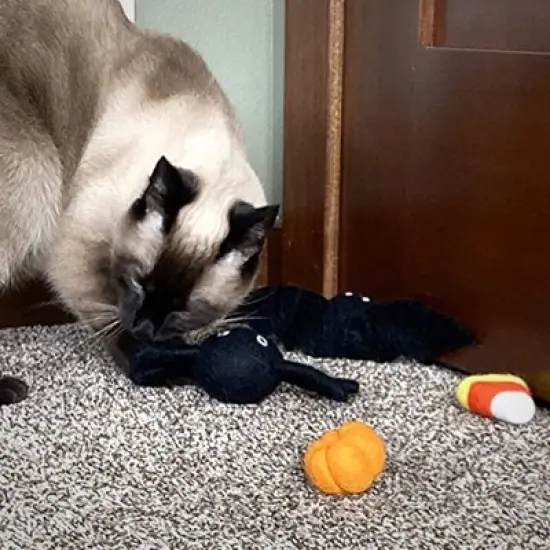 Midlee Halloween Felt Cat Toys Set- Bat, Pumpkin, Spider, Candy Corn image {1}