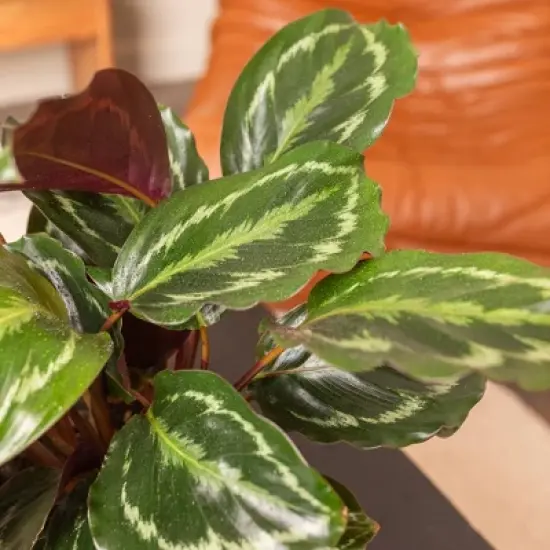 Live 6" Calathea Medallion Houseplant in Chai Planter image {3}