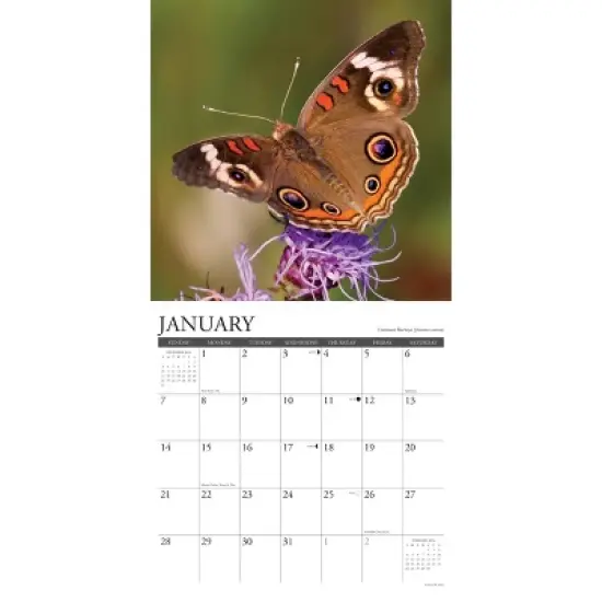 Willow Creek Press 2024 Wall Calendar 12"x12" Butterflies image {2}