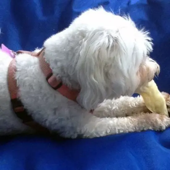 Pawstruck Lamb Ears for Dogs - Natural Bulk Dog Dental Treats & Sheep Chews, Smoked & Low Fat, Pet Products image {5}