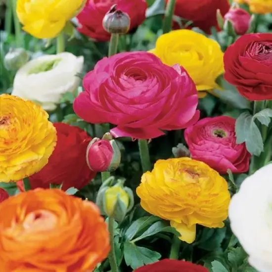 Van Zyverden 25ct Bulbs Butter Cups Ranunculus Double Blooming Mixed image {4}