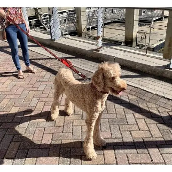 Black Rhino Dog Leash 5ft Long Double Handle w/ Reflective Lead - Aqua image {1}