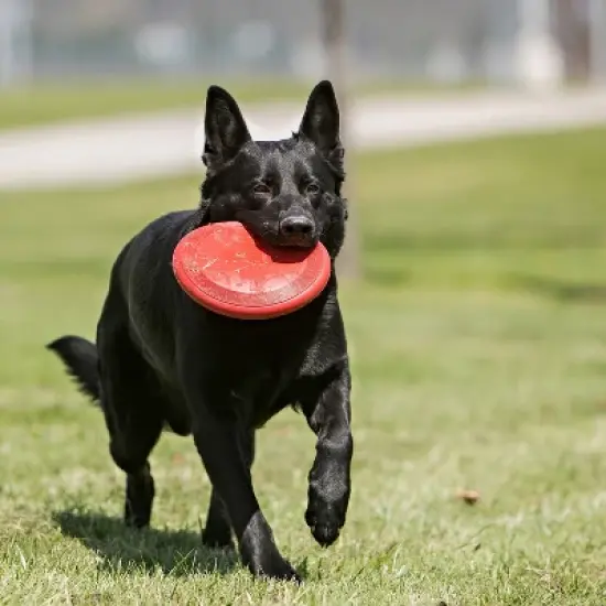 KONG Flyer Dog Toy - Red - L image {1}