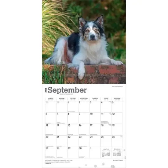 BrownTrout Border Collies 2026 12"x24" Hanging Square Wall Calendar Plastic-Free image {3}
