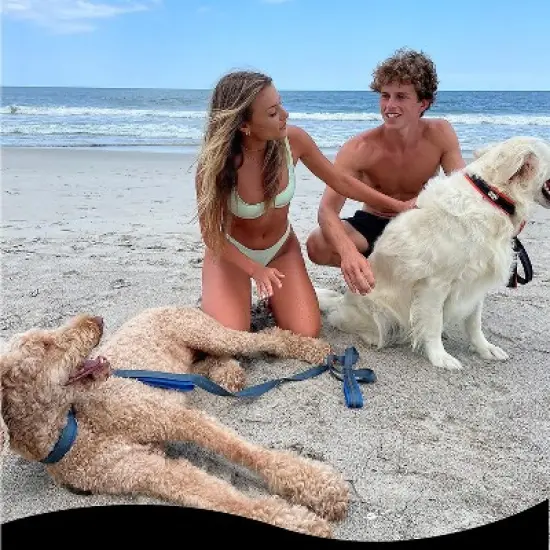 Black Rhino 6ft Dog Leash with Two Traffic Padded Comfort Handles for Safety Control Training - Purple image {2}