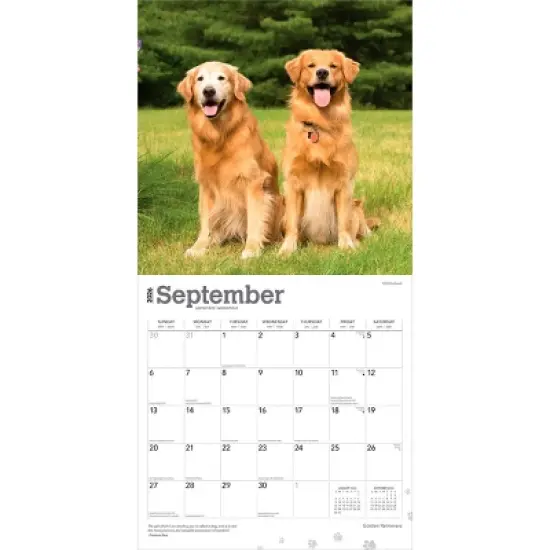 BrownTrout Golden Retrievers 2026 12"x24" Hanging Square Wall Calendar Plastic-Free image {3}