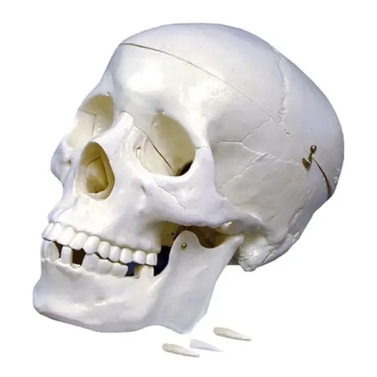 Supertek Plastic Human Skull Model image {1}