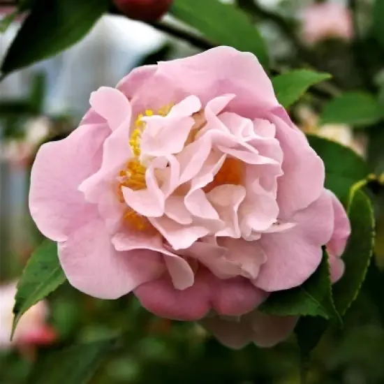 2.5qt High Fragrance Camellia Japonica Plant with Pink Blooms - National Plant Network image {1}