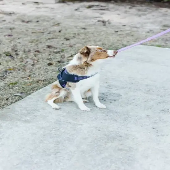 Doggy Tales Patented Hart Harness - Purple image {5}