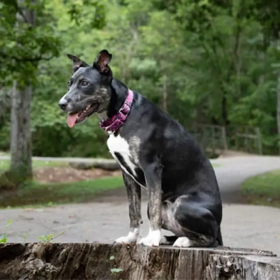 Country Brook Petz Martingale Dog Collar - Attitude Collection image {2}