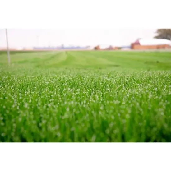 Barenbrug Turf Savor RTF Grass Seed Blend with Yellow Jacket Seed Coating, 25lb image {1}