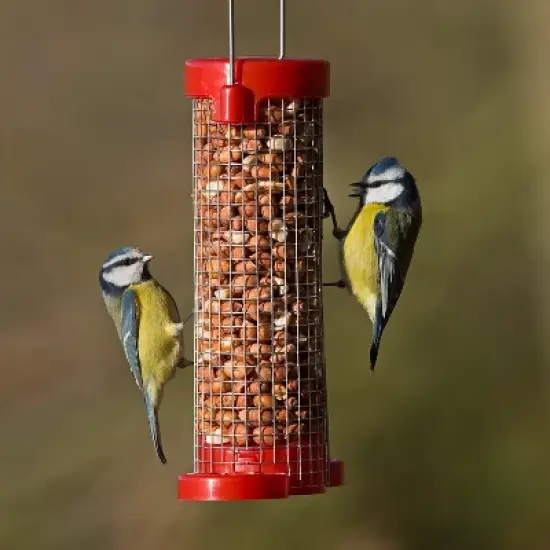 Jacobi Jayne Small Red Get Set Go! Peanut Bird Feeders image {2}