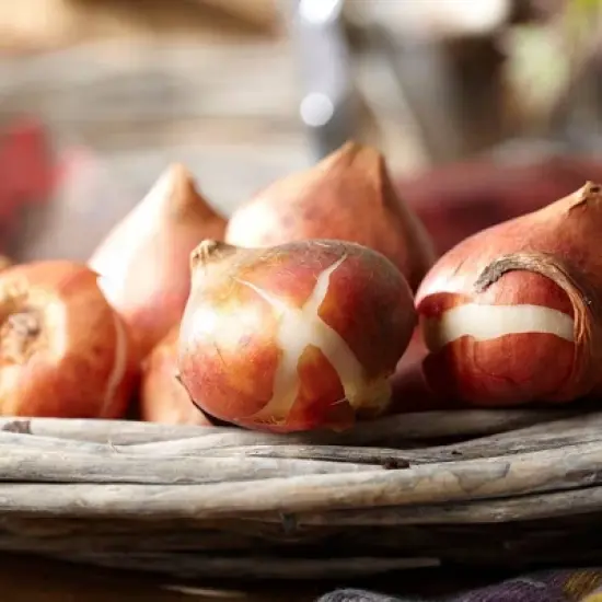 Set of 12  Arabian Mystery Tulip Bulbs - Van Zyverden image {4}