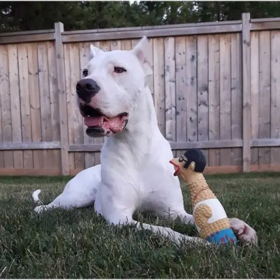 Charming Pet Earl Rubber Chicken Dog Toy - L image {2}