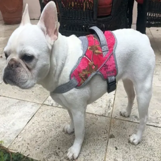 Doggy Tales Patented Realtree Hart Harness Paradise Pink - Realtree Paradise Pink image {2}