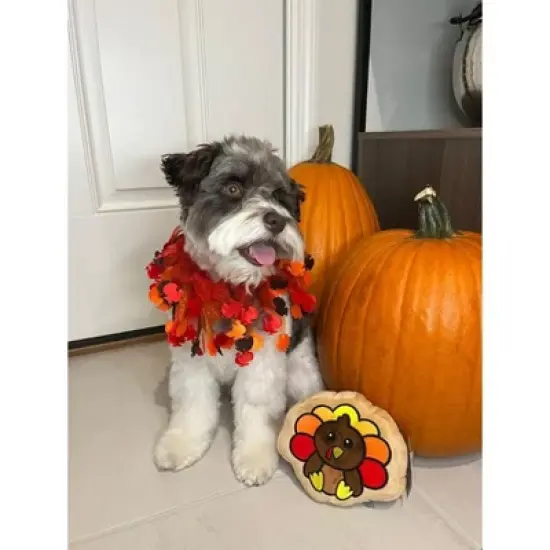 Midlee Thanksgiving Turkey Decorative Dog Collar image {5}