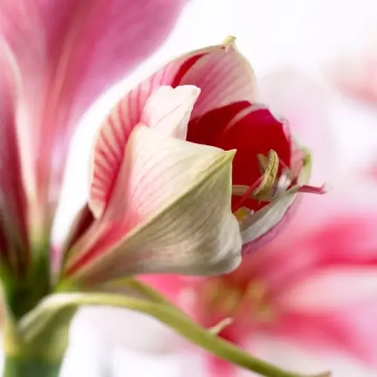 Van Zyverden Amaryllis Pink Flower Bulb with Artisan Decorative Planter image {2}