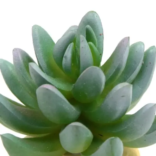 Unique Bargains Plastic Cactus Plant Terrarium Reptile Tank Habitat Decor for Reptiles Green image {3}