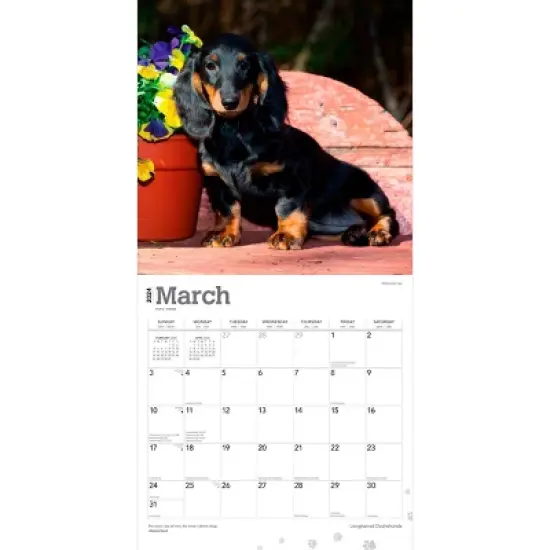 Browntrout 2024 Wall Calendar 12"x12" Longhaired Dachshunds image {2}