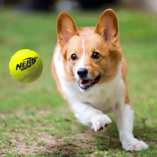 NERF 16" Blaster with 2.5" Non-Squeak Tennis Ball Dog Toy - 3pk image {2}