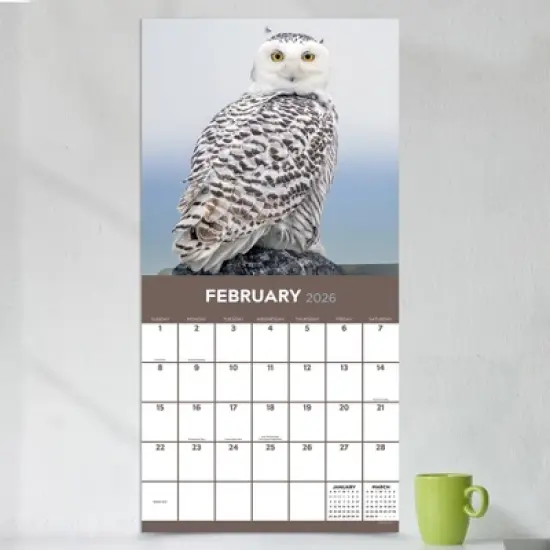 TF Publishing 13.5"x14.5" 2026 Owls Wall Calendar image {2}