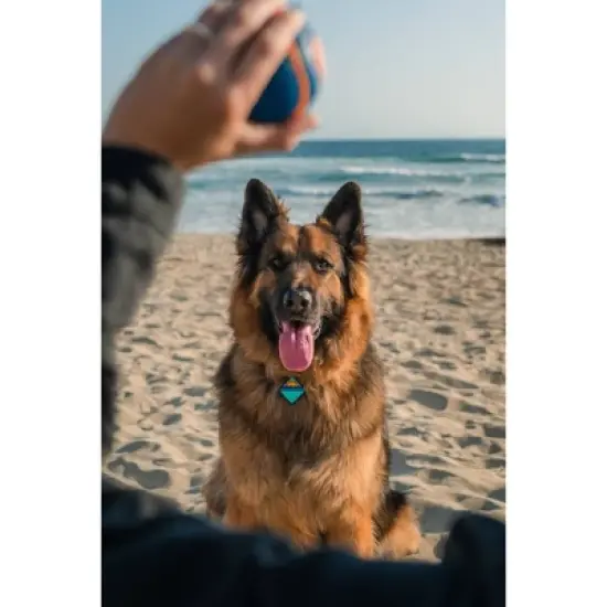 QALO TraQ Powered By Tile Dog and Cat Silicone Bluetooth Trackable Pet ID Tag - Navy image {1}