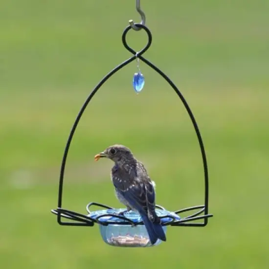 Birds Choice Bluebird Flower Bird Feeder Small - Blue: Weather-Resistant, No Assembly, Mealworm Feeder image {1}