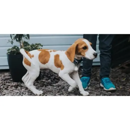 Belkin Secure Holder with Key Ring for AirTag image {6}