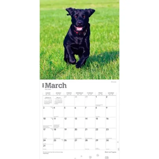 Browntrout 2024 Wall Calendar 12"x12" Labrador Retriever Puppies Black image {2}