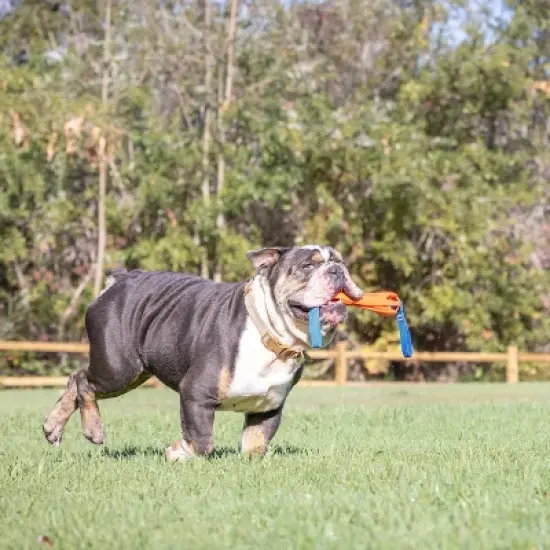 Chuckit! Air Fetch Bumper Dog Toy image {3}