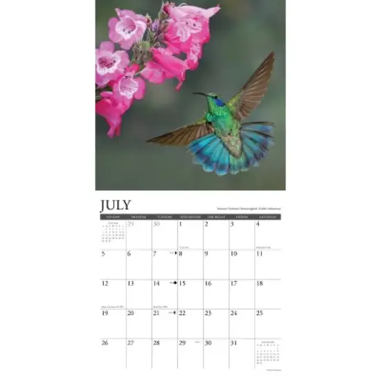 Willow Creek Press 2026 Hummingbirds Wall Calendar image {2}