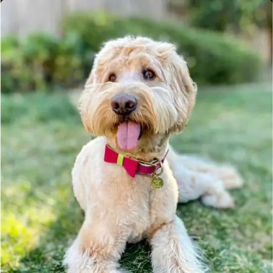 PoisePup &ndash; Luxury Pet Dog Bow Tie &ndash; Soft Premium Leather Bowtie for Small and Large Dogs - Candy Swirl image {2}