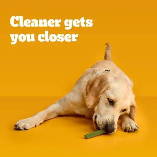 Pedigree Mint and Peppermint Flavor Dentastix Large Dental Dog Treats image {4}