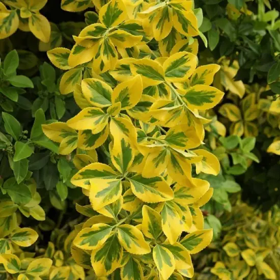 National Plant Network Live Outdoor Golden Euonymus Plant - 1ct 1gal image {8}