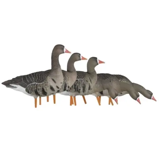 Avian X AXP Specklebelly Decoy Fusion Pack with Lasting Finish and custom Fitted Bag for Hunting Use, Outdoor Sports, and Recreation, 6 Pack image {6}